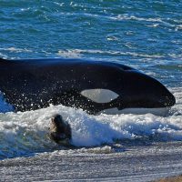 Killer whale