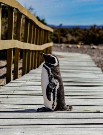 Pinguin on the trail
