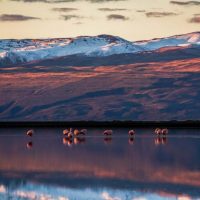 Flamingos