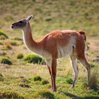 Guanaco