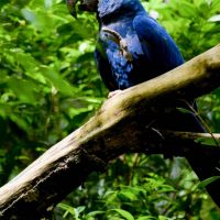 Guacamayo jacinto