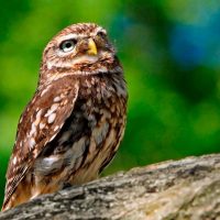 Burrowing owl