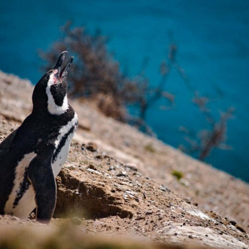 Pinguin on it´s nest