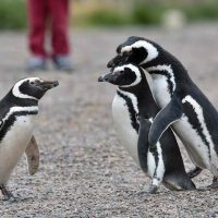Pinguins