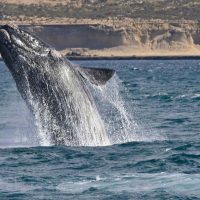 Whale jumping