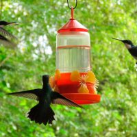 Hummingbirds