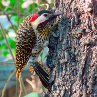 Woodpecker